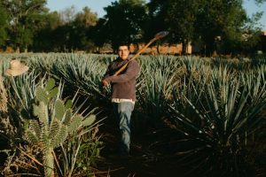 Hispanic laborer on an agave farm